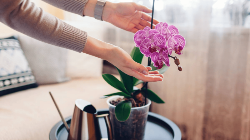 Встигніть до кінця березня: чим підживити орхідею, щоб розцвіла