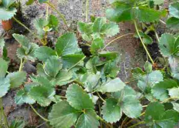 Результат буде потужний: як і чим оживити полуницю після зими