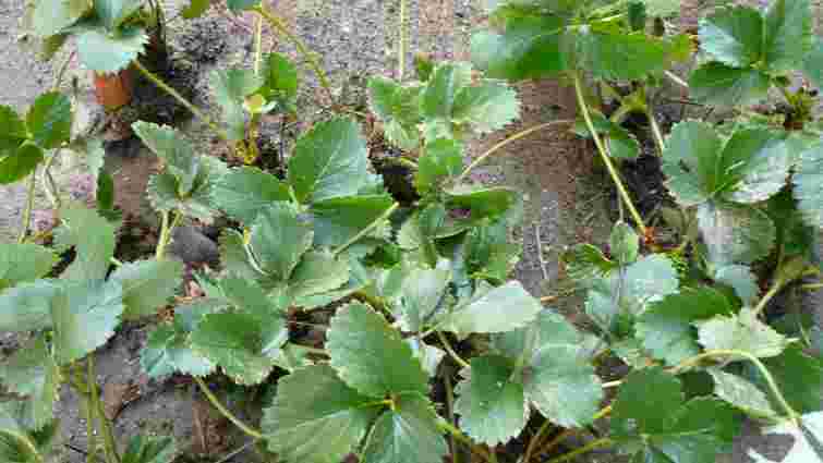 Результат буде потужний: як і чим оживити полуницю після зими