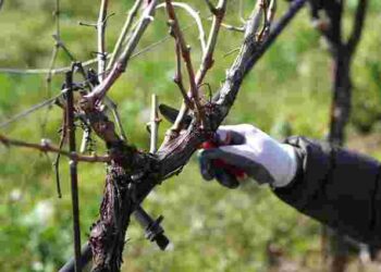 Навіть помилка в пару днів може знищити кущ: коли відкривати виноград після зими