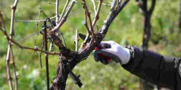 Навіть помилка в пару днів може знищити кущ: коли відкривати виноград після зими