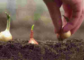 Обираємо найкращий варіант: 8 сортів цибулі, які не стрілкуються