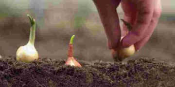 Обираємо найкращий варіант: 8 сортів цибулі, які не стрілкуються