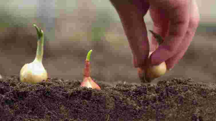 Обираємо найкращий варіант: 8 сортів цибулі, які не стрілкуються