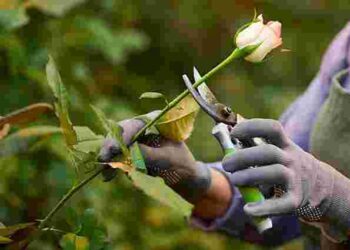 Троянди без попелиці та плям: як і чим правильно обробити кущі навесні