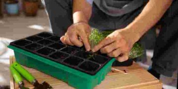 Що посіяти ранньою весною: 12 культур, які не бояться холоду