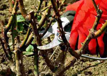 Чорний кущ – ще не вирок: як врятувати троянду після морозів