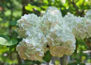 Легко отримаєте нові пишні кущі: 4 кроки живцювання гортензії