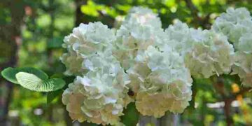 Легко отримаєте нові пишні кущі: 4 кроки живцювання гортензії