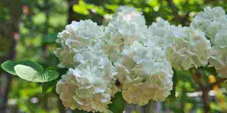 Легко отримаєте нові пишні кущі: 4 кроки живцювання гортензії