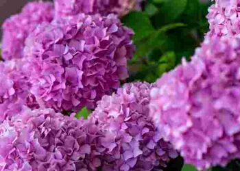Подбайте про яскравий квітник: 7 причин, чому гортензії виглядають слабкими
