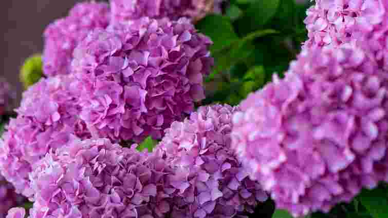 Подбайте про яскравий квітник: 7 причин, чому гортензії виглядають слабкими