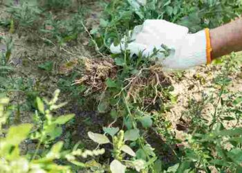 Змішайте ці три прості інгредієнти: як позбутися бур’янів без хімії