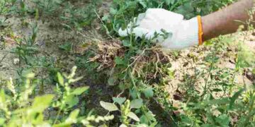 Змішайте ці три прості інгредієнти: як позбутися бур’янів без хімії