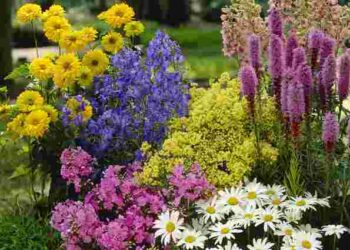 Тінь у саду – не проблема: які п’ять багаторічників не люблять світла