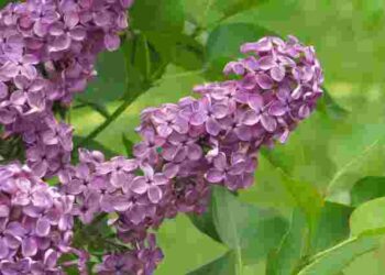 Бузок пишно зацвіте: чим треба підживити кущ уже зараз