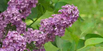 Бузок пишно зацвіте: чим треба підживити кущ уже зараз