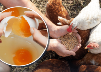 Що додати у корм курям навесні: жовток стане яскравішим на 600