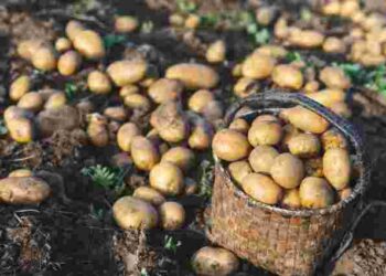 Не пропустіть ці дати: сприятливі дні для посадки картоплі у квітні