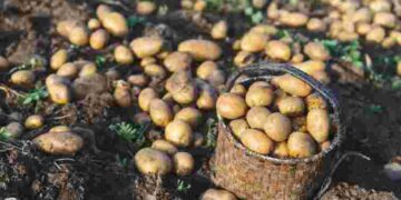 Не пропустіть ці дати: сприятливі дні для посадки картоплі у квітні