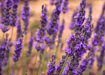 Обов’язково зробіть це у березні: три прості дії для ідеальної форми лаванди