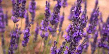 Обов’язково зробіть це у березні: три прості дії для ідеальної форми лаванди