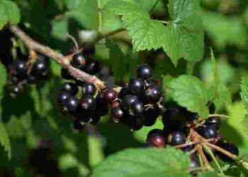 5 найкращих добрив: чим підживити навесні смородину для солодких ягід