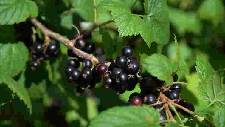 5 найкращих добрив: чим підживити навесні смородину для солодких ягід