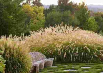 Моносад у тренді: як оформити сад із однієї квітки, щоб усіх вразити