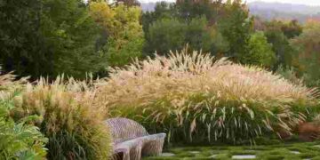 Моносад у тренді: як оформити сад із однієї квітки, щоб усіх вразити