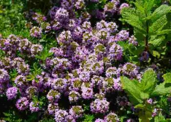 Забудьте про мульчу і бур’яни: 6 рослин, які зроблять усе за вас