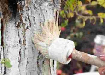 Може лише нашкодити: які дерева в саду заборонено білити навесні