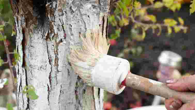 Може лише нашкодити: які дерева в саду заборонено білити навесні