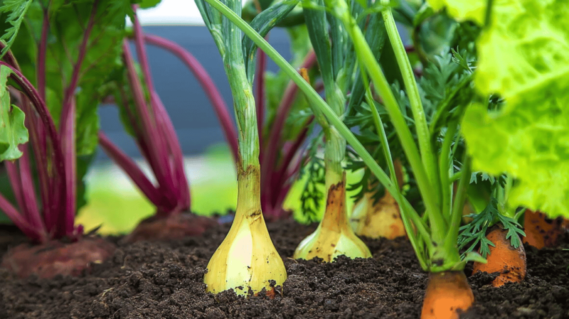 Коли сіяти моркву на городі навесні 2026: місячний календар