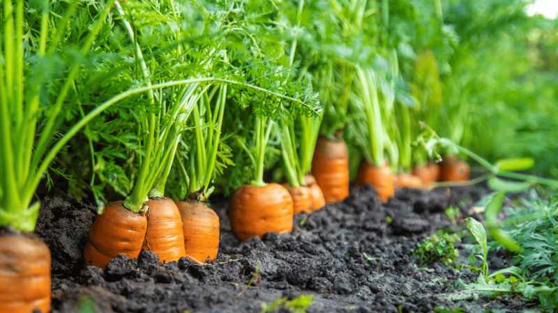 Коли сіяти моркву на городі навесні 2026: місячний календар