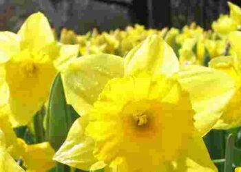 Ця популярна весняна квітка вкрай небезпечна для котів і собак: ознаки отруєння