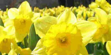 Ця популярна весняна квітка вкрай небезпечна для котів і собак: ознаки отруєння