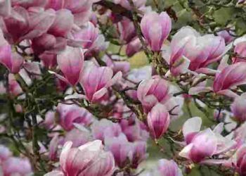 Весняні «вітаміни» для магнолії: що зробити з деревом для пишного цвітіння