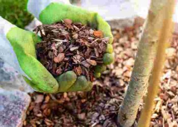 Весняна підготовка грядок: як мульчування рятує урожай