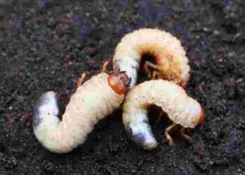 Небезпечні шкідники, які живуть у вашому городі: як позбутися хрущів вже зараз