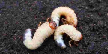 Небезпечні шкідники, які живуть у вашому городі: як позбутися хрущів вже зараз