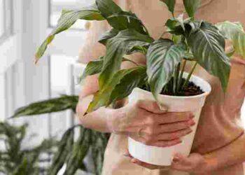 Дешево, але дуже ефективно: чим підживити кімнатні рослини після зими