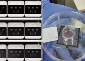 Cortical Labs будують перший дата-центр із людських клітин мозку