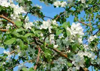 11 найкращих плодових дерев та кущів для весни: що слід посадити вже зараз