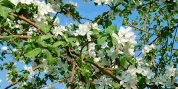 11 найкращих плодових дерев та кущів для весни: що слід посадити вже зараз