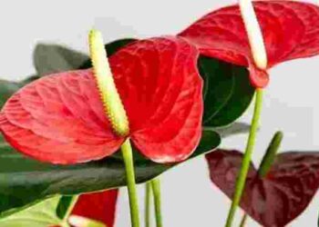 Знадобиться лише 1 грам на літр води: як оживити антуріум навесні