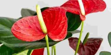 Знадобиться лише 1 грам на літр води: як оживити антуріум навесні