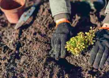 Найкращий час для оновлення саду: що садити в березні і як вибрати якісні саджанці