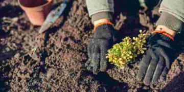 Найкращий час для оновлення саду: що садити в березні і як вибрати якісні саджанці