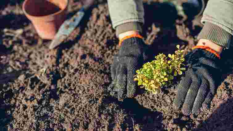 Найкращий час для оновлення саду: що садити в березні і як вибрати якісні саджанці